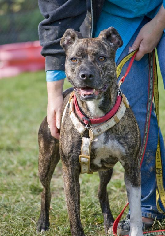 NEW THREAD STARTED WITH NEW AD - PLEASE CLOSE - Cassie, Staffie X, DOB Apr 08 - Hertford Cassie1