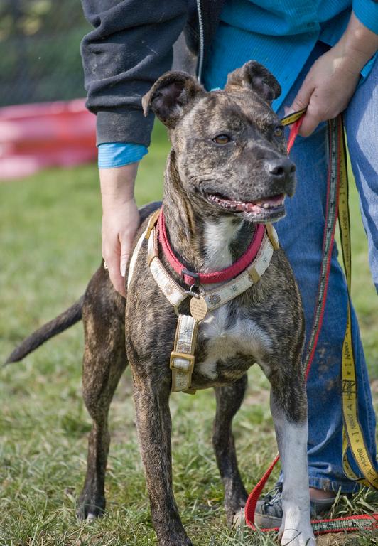 NEW THREAD STARTED WITH NEW AD - PLEASE CLOSE - Cassie, Staffie X, DOB Apr 08 - Hertford Cassie2