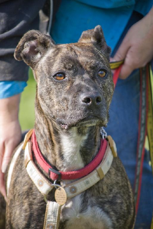 NEW THREAD STARTED WITH NEW AD - PLEASE CLOSE - Cassie, Staffie X, DOB Apr 08 - Hertford Cassie3