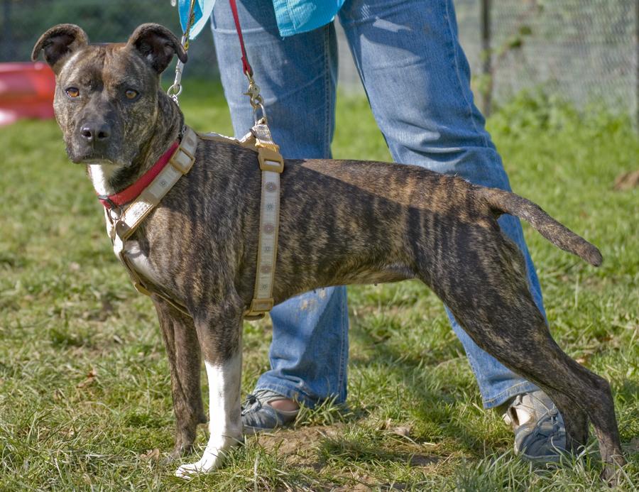 NEW THREAD STARTED WITH NEW AD - PLEASE CLOSE - Cassie, Staffie X, DOB Apr 08 - Hertford Cassie4