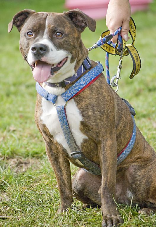 Rickie, Staffie, DOB 05.08 - Farnham, Surrey Rickie4