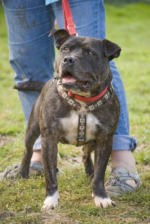 Humphrey, Staffie, DOB 08 - Gatwick, Surrey Humphrey1