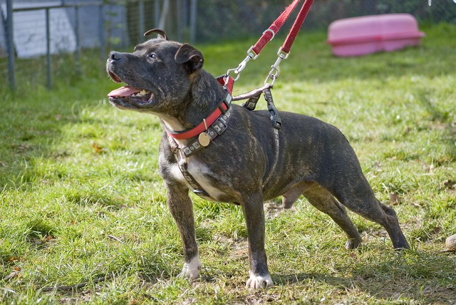 Humphrey, Staffie, DOB 08 - Gatwick, Surrey Humphrey3