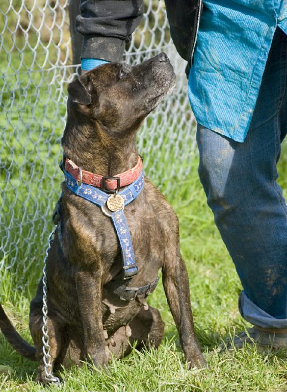 Kizzy, Staffie, DOB 2002 – Gatwick, Surrey HOMED Kizzy3