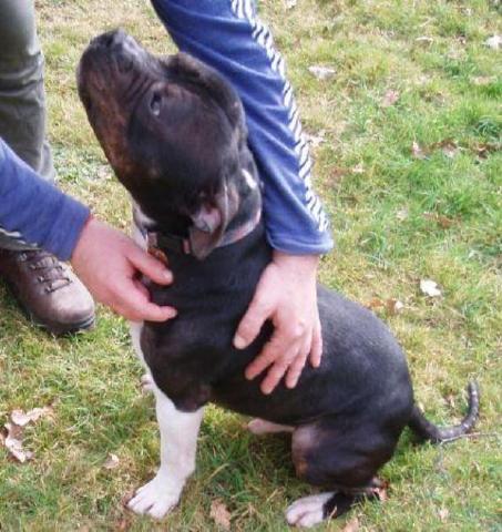 JayJay, Staffie, DOB 2005 – Tonbridge, Kent JayJay6