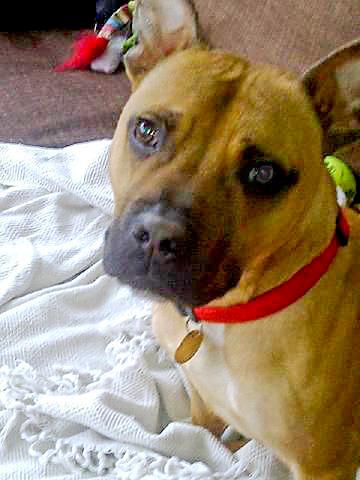 Mr Rainbow, Staffie, DOB 09 - Colnbrooke, Berkshire MrRainbow77