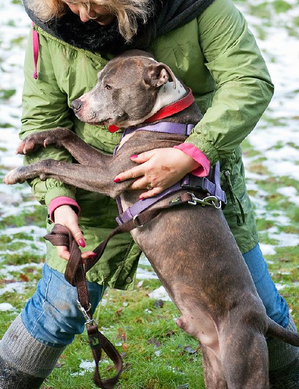 Amos, Staffie, DOB 01.08 – Godstone, Surrey Amos3