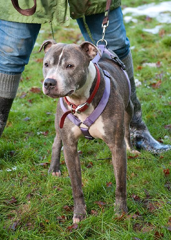 Amos, Staffie, DOB 01.08 – Godstone, Surrey Amos5