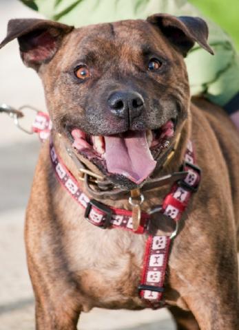 Leo, Staffie, DOB 2006 - Chessington Leo1