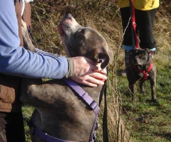 Amos, Staffie, DOB 01.08 – Godstone, Surrey AmosFeb