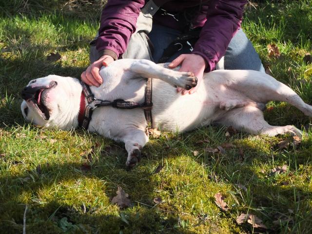 Mario, Staffie, DOB 01.12 – Godstone, Surrey DSCF8397mario