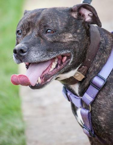 Ruthie, Staffie, DOB 07 – Godstone, Surrey Ruthie2