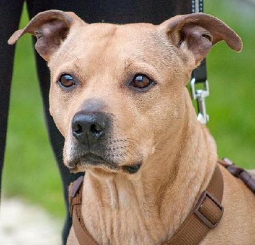 Ollie, Staffie, DOB 26.05.05 – Godstone, Surrey Ollie81