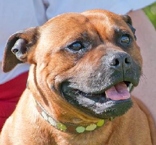 Honey, Lickle Staffie, DOB 2007 – Godstone, Surrey Honey56