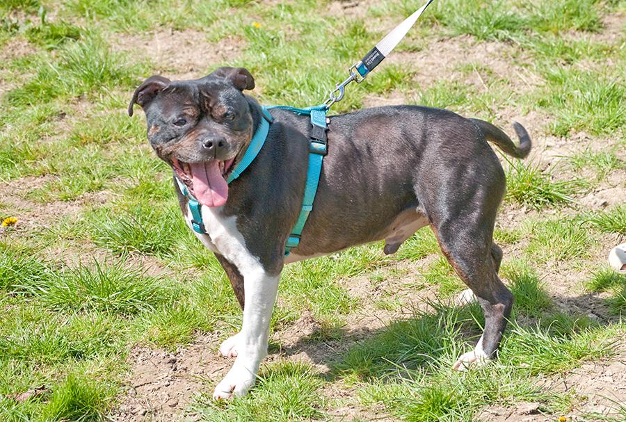 JayJay, Staffie, DOB 2005 – Tonbridge, Kent JayJay5