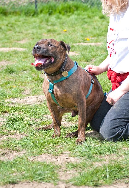 Leo, Staffie, DOB 2006 - Chessington Leo3b