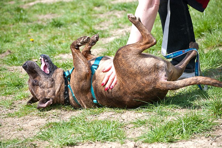 Leo, Staffie, DOB 2006 - Chessington Leo5