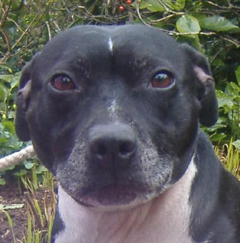 Joab, Staffie, DOB 2009 - Tunbridge Wells, Kent Joab1