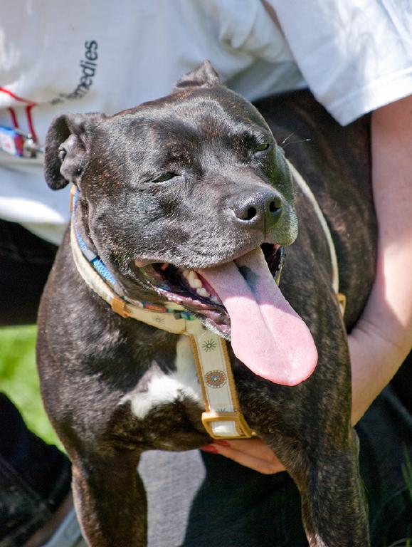 Chuck, Staffie, DOB 18.11.08 – Reading, Berkshire Chuck1