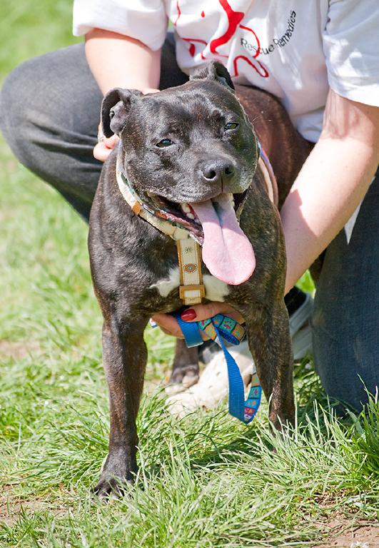 Chuck, Staffie, DOB 18.11.08 – Reading, Berkshire Chuck3