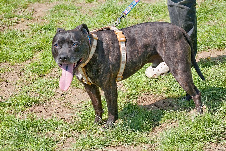 Chuck, Staffie, DOB 18.11.08 – Reading, Berkshire Chuck6