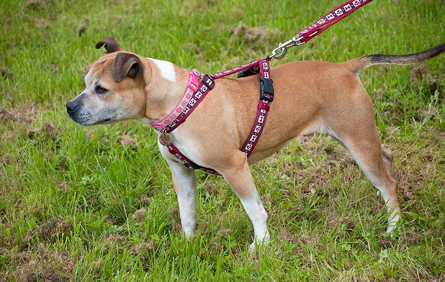 Bailey, female Staffie, DOB ?07 – Gatwick, West Sussex Bailey6