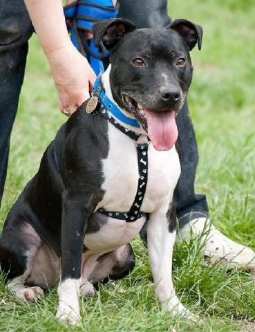 Joab, Staffie, DOB 2009 - Tunbridge Wells, Kent Joab3