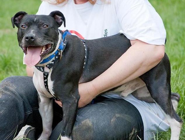 Joab, Staffie, DOB 2009 - Tunbridge Wells, Kent Joab4b