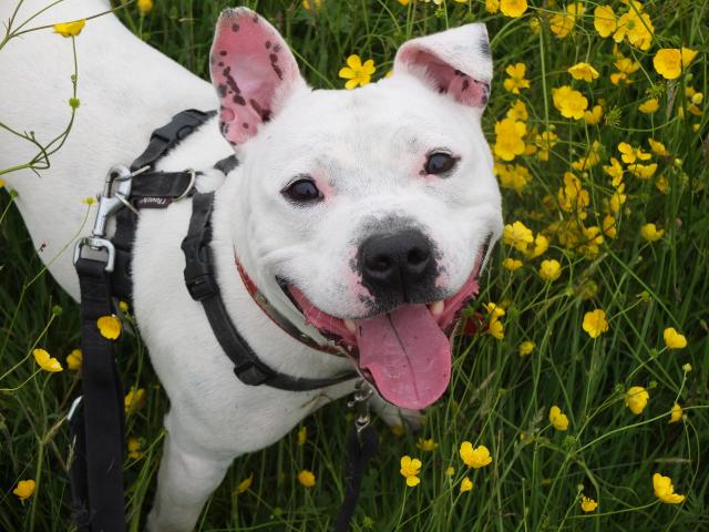 Mario, Staffie, DOB 01.12 – Godstone, Surrey DSCF8892mario