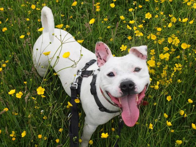 Mario, Staffie, DOB 01.12 – Godstone, Surrey DSCF8893mario