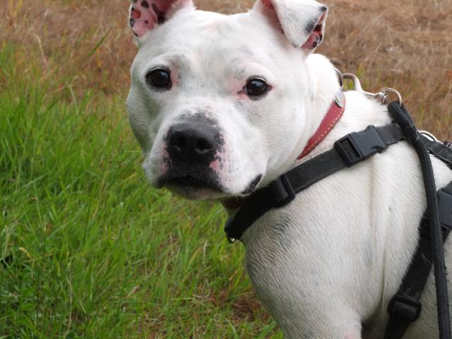 Mario, Staffie, DOB 01.12 – Godstone, Surrey DSCF8901mario