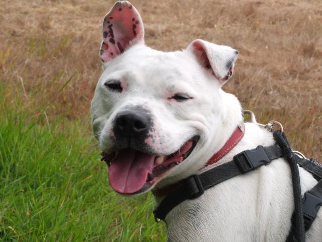 Mario, Staffie, DOB 01.12 – Godstone, Surrey DSCF8903mario