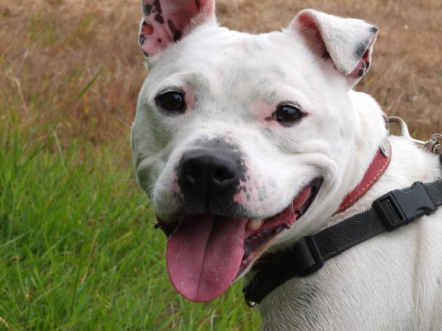 Mario, Staffie, DOB 01.12 – Godstone, Surrey DSCF8904mario