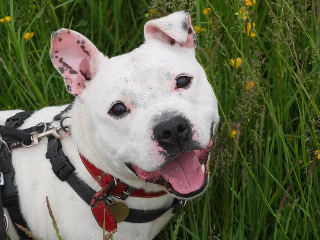 Mario, Staffie, DOB 01.12 – Godstone, Surrey DSCF8907mario