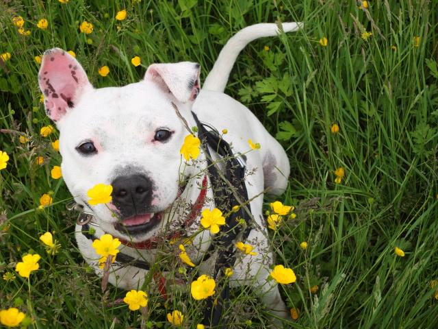 Mario, Staffie, DOB 01.12 – Godstone, Surrey DSCF8908mario