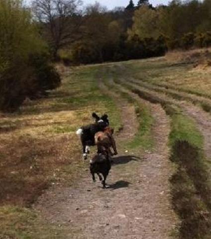 Blake, Staffie X, DOB 06.12 – Haslemere, Surrey Blakeandoliver2