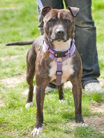 Bryce, Staffie, DOB 09 – Mottingham, London Bryce4c