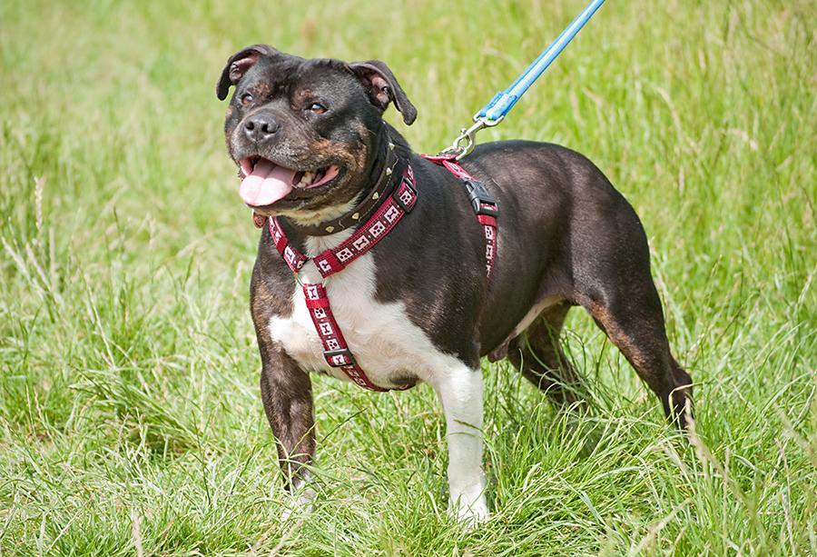 JayJay, Staffie, DOB 2005 – Tonbridge, Kent JayJay5