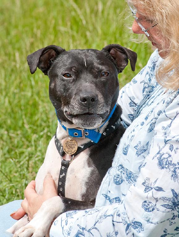 Joab, Staffie, DOB 2009 - Tunbridge Wells, Kent Joab1b