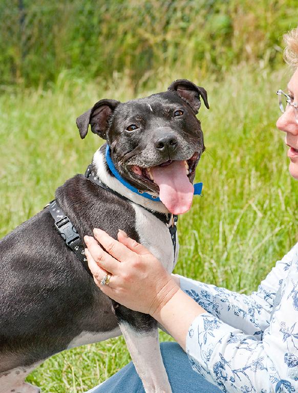 Joab, Staffie, DOB 2009 - Tunbridge Wells, Kent Joab2a