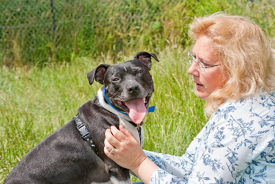 Joab, Staffie, DOB 2009 - Tunbridge Wells, Kent Joab2