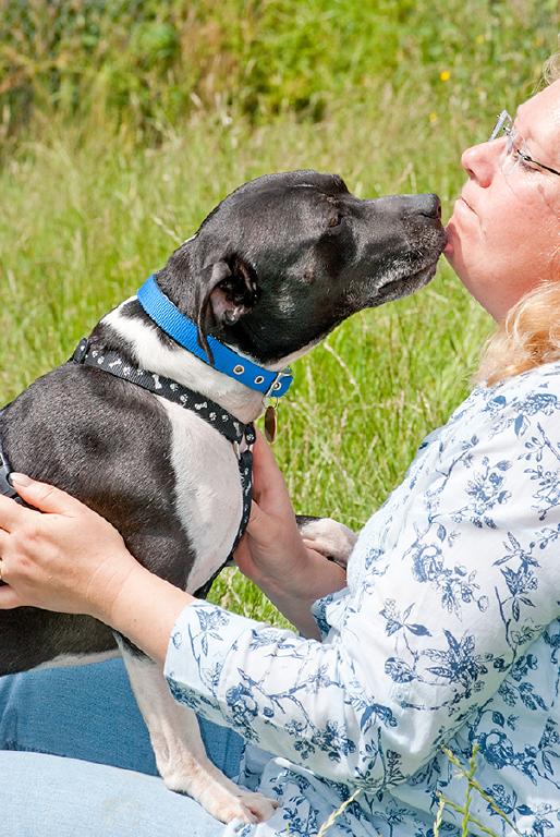 Joab, Staffie, DOB 2009 - Tunbridge Wells, Kent Joab2b