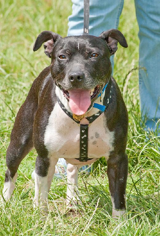 Joab, Staffie, DOB 2009 - Tunbridge Wells, Kent Joab3