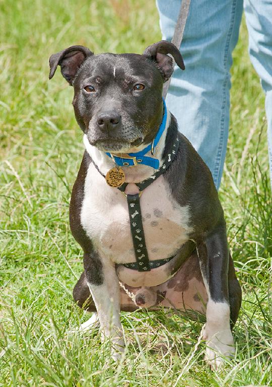 Joab, Staffie, DOB 2009 - Tunbridge Wells, Kent Joab4