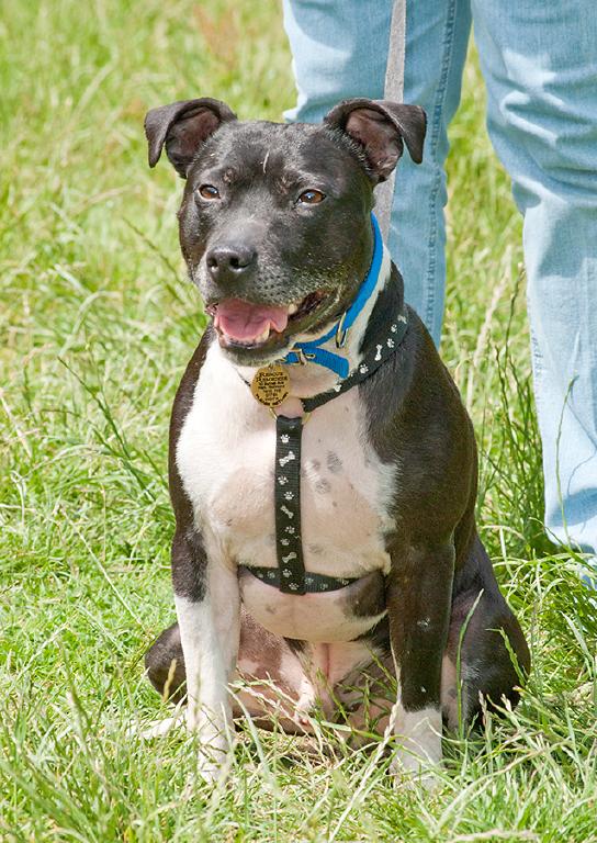 Joab, Staffie, DOB 2009 - Tunbridge Wells, Kent Joab4b