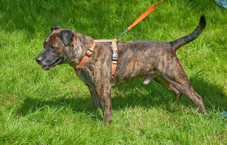 Chase, Staffie X, DOB 2005 – Godstone, Surrey Chase5