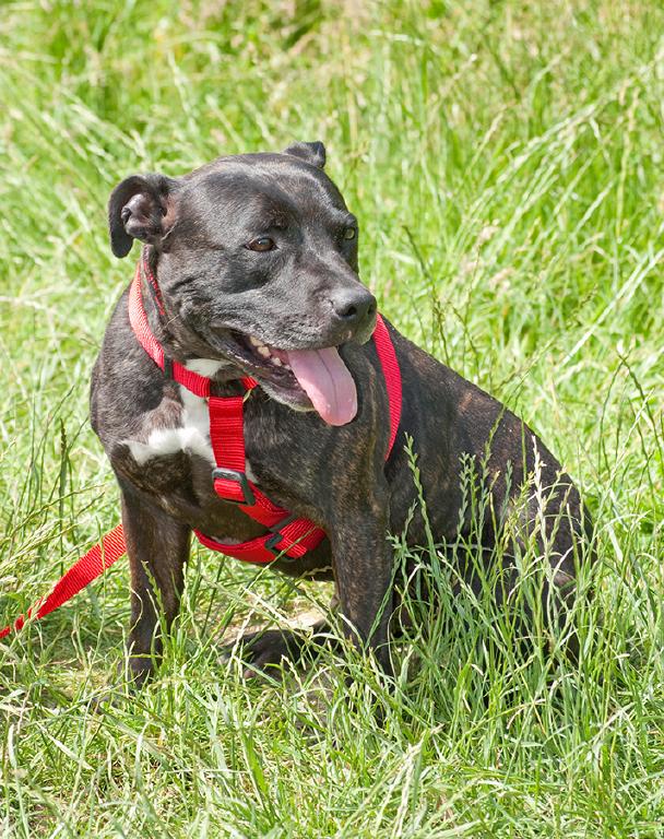 Chuck, Staffie, DOB 18.11.08 – Reading, Berkshire Chuck2b