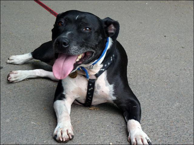 Joab, Staffie, DOB 2009 - Tunbridge Wells, Kent Joab20130714-01