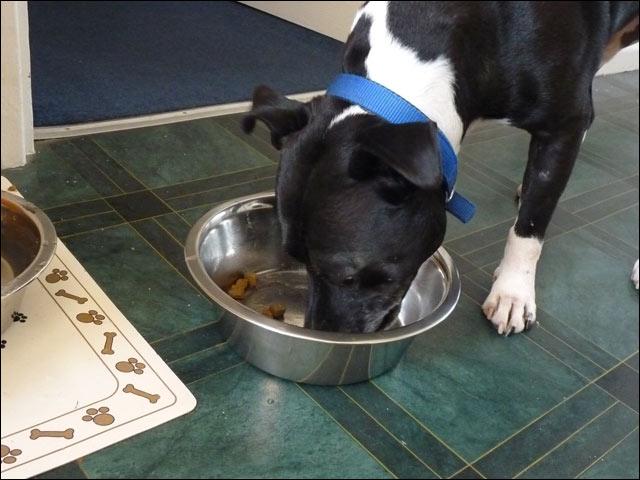 Joab, Staffie, DOB 2009 - Tunbridge Wells, Kent Joab20130714-03