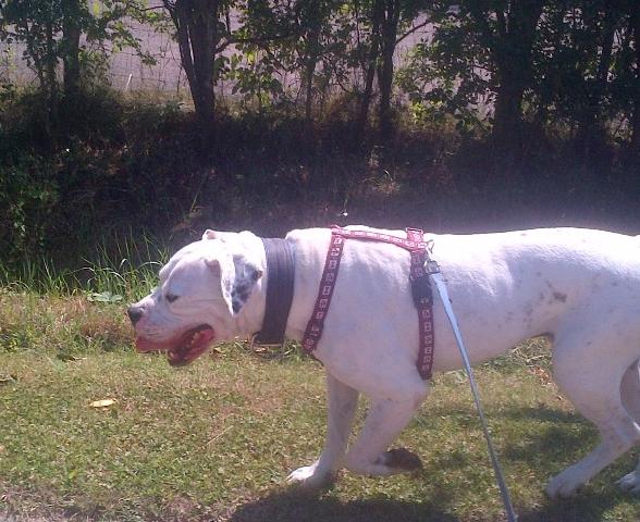 Euston, American Bulldog, DOB 08 – Godstone, Surrey EustonAug03